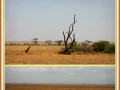 Amboseli NP.jpg